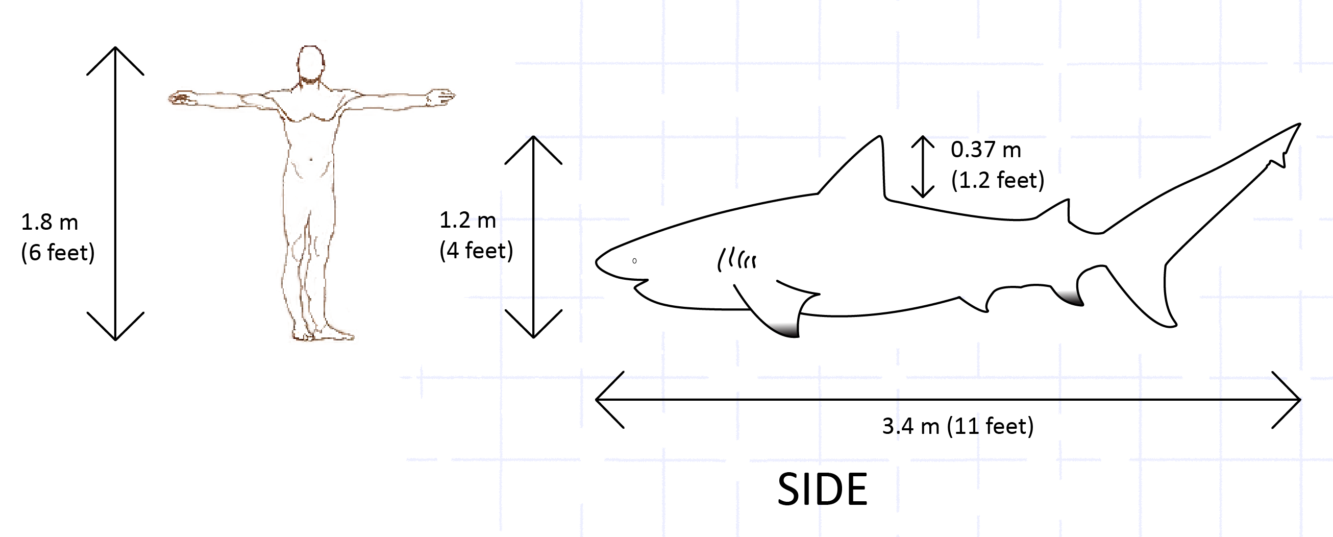 bull shark vs man size comparison relative length width height dimensions