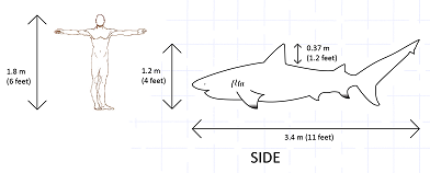 size-comparison of 6foot man to 11ft bull shark - plan view