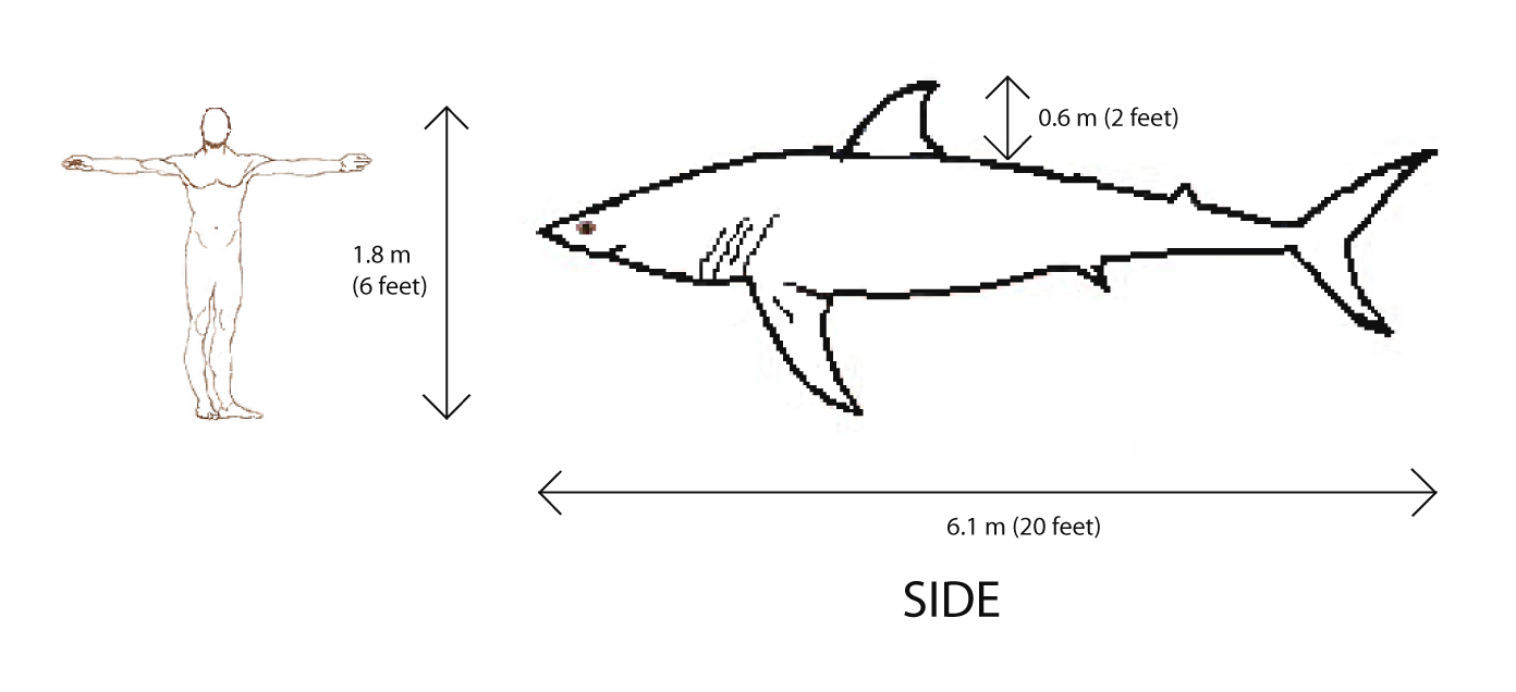 Comparison of size of 6ft man to 20ft great white shark