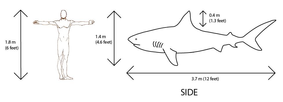 Comparison of size of 6ft man to 14ft tiger shark